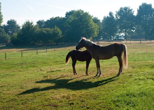 horse with foal in a meadow backlighted by the sun