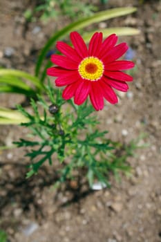 A red daisy, ballis perennis, botanical family: Asteraceae. Also known as Gerbera