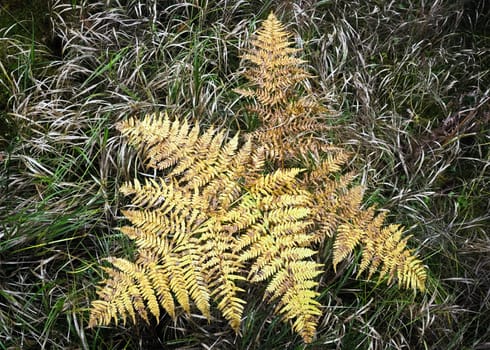 Fern in the forest