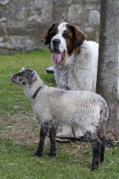 Saint Bernard with sheep