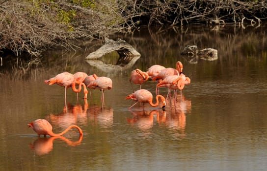 In a Lagoon of Isabela / Galapagos
