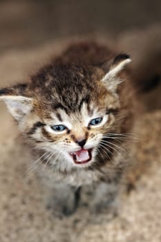 tabby kitten meowing on the stairs calling my mom with small focus