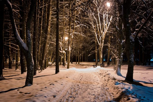 Park trees at winter illuminated by street light