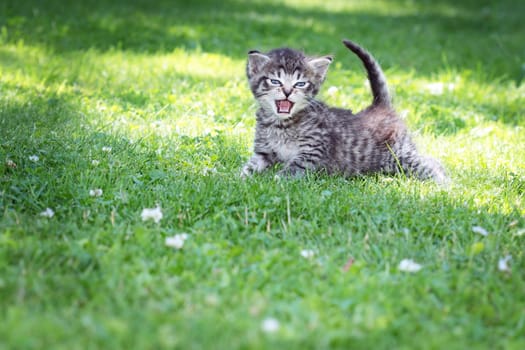 young striped grey kitten on green grass