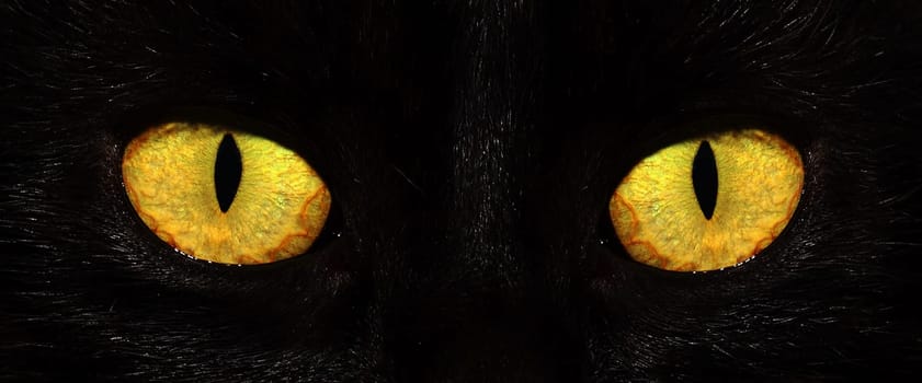 eyes of black cat in dark