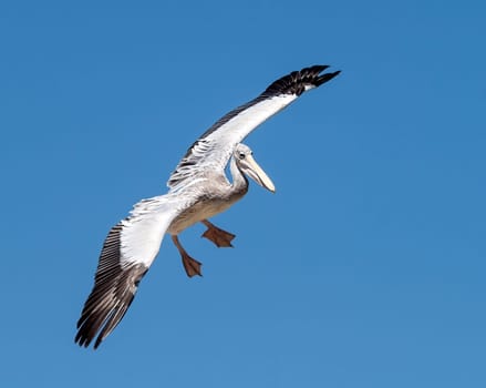 Pelican in the sky, flying alone in the France