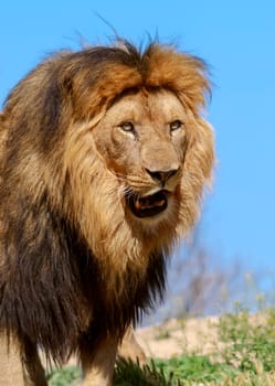 The lion King, profile image