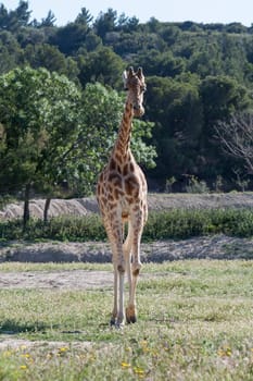 Giraffe