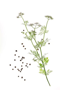 Blooming coriander (Coriandrum sativum),against a white background