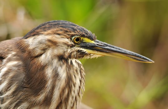The Lava Heron is said to be only available in Galapagos!