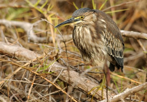Galapagos Heron