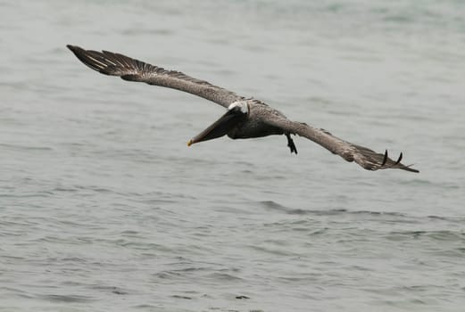 Galapagospelican