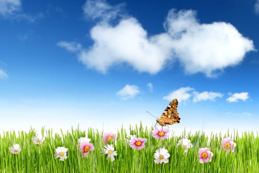 Colorful summer meadow with butterfly