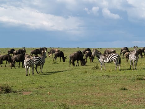 Masai Mara
