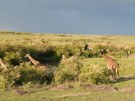 Masai Mara - Giraffe