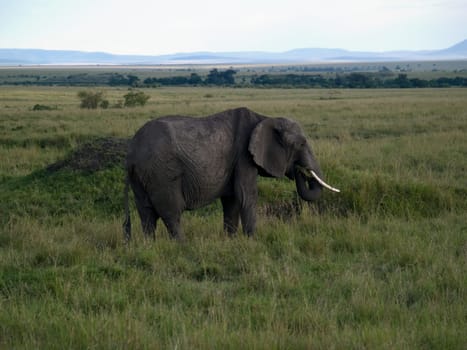 Masai Mara - Elephant