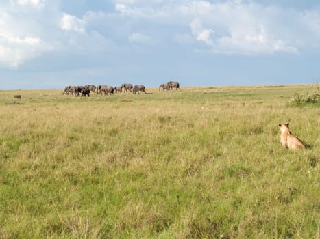 Masai Mara - Elephant