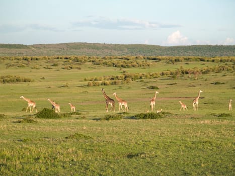 Masai Mara - Giraffe
