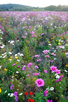 wild flowers in a field