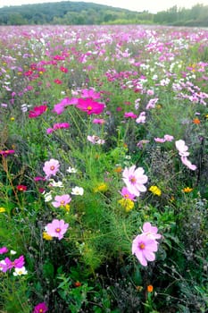 wild flowers in a field