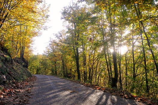 Underwood in autumn in France in the Cevennes