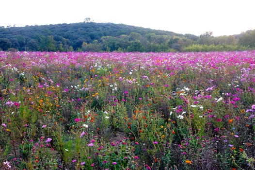 wild flowers in a field