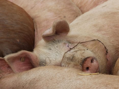 Sleeping grazing pig in winter