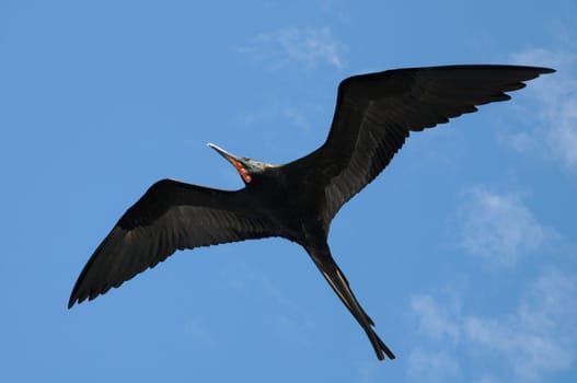 Frigate bird