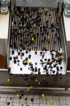 olives on the conveyor belt as they head to the grindstone