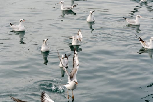 seagulls floating on the sea in the port of Genoa