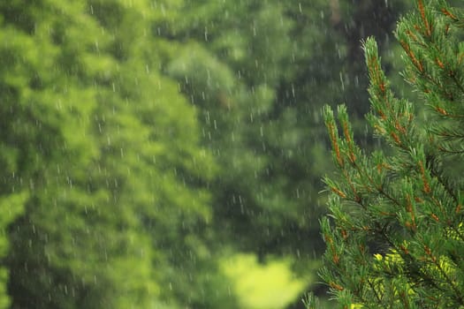 pine with green field and abstract rain