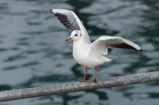 seagull with open wings on takeoff