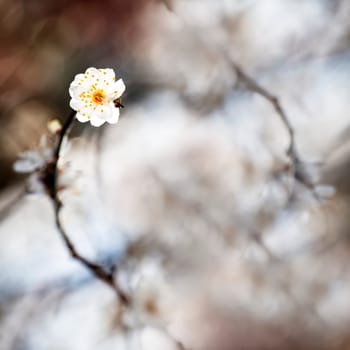 Spring background with plum flowers on black