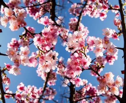 Cherry blossoms with nice background color for adv or others purpose use