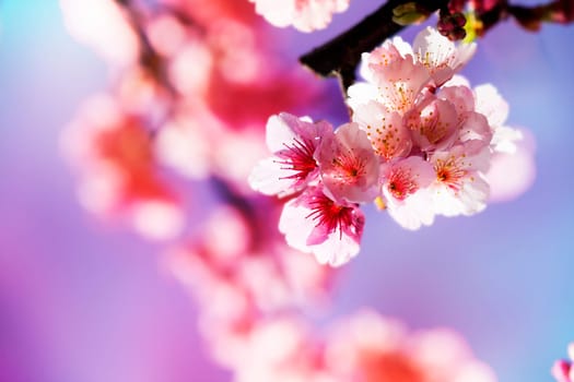 Cherry blossoms with nice background color for adv or others purpose use
