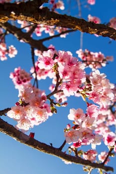 Cherry blossoms with nice background color for adv or others purpose use