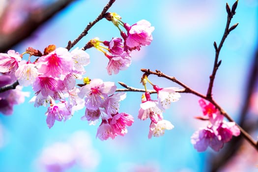 Cherry blossoms with nice background color for adv or others purpose use