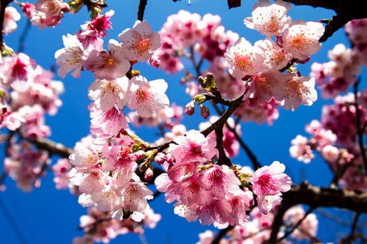 Cherry blossoms with nice background color for adv or others purpose use