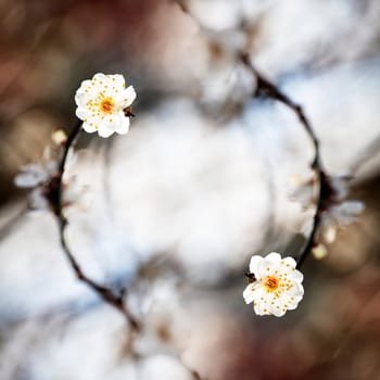 Spring background with plum flowers on black