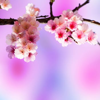Cherry blossoms with nice background color for adv or others purpose use