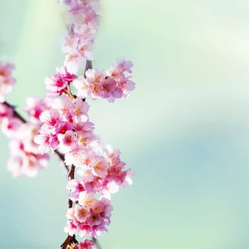 Cherry blossoms with nice background color for adv or others purpose use