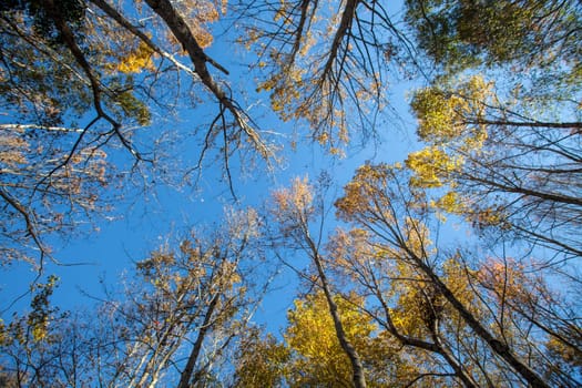 Autumn Forest for adv or others purpose use