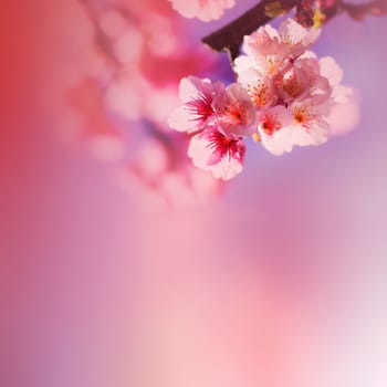 Cherry blossoms with nice background color for adv or others purpose use