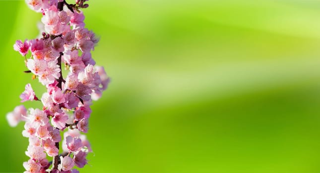 Cherry blossoms with nice background color for adv or others purpose use