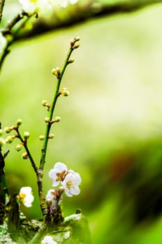 Spring background with plum flowers on black