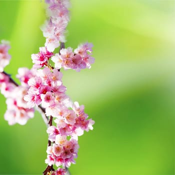 Cherry blossoms with nice background color for adv or others purpose use