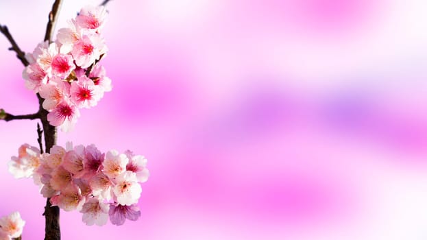 Cherry blossoms with nice background color for adv or others purpose use