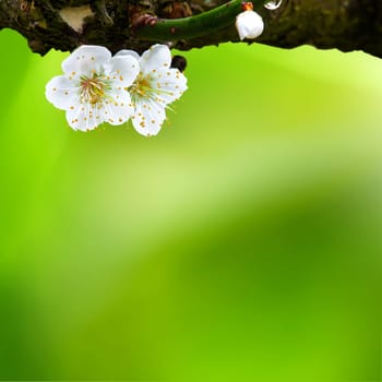 Spring background with plum flowers on black