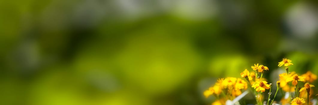Chrysanthemum with nice background for adv or others purpose use
