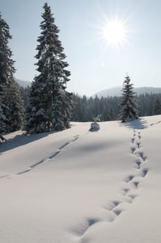 Fir forest